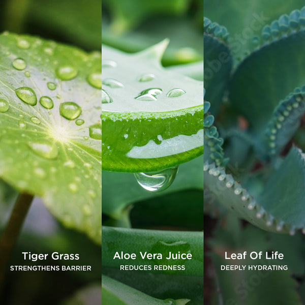 Side-by-side close-up images of natural skincare ingredients: Tiger Grass leaf with water droplets labelled 'Tiger Grass – Strengthens Barrier,' aloe vera leaf with droplets labelled 'Aloe Vera Juice – Reduces Redness,' and Leaf of Life plant labelled 'Leaf of Life – Deeply Hydrating.