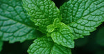 Peppermint Essential Oil