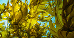 Sea Kelp Extract