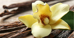 Madagascan Vanilla